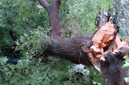 В Баку сильный ветер повалил деревья - ФОТО