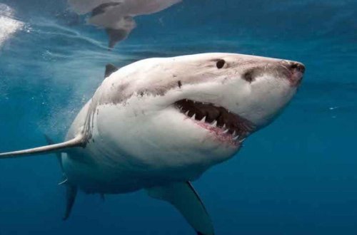 Havay adalarında akula bir nəfəri parçaladı