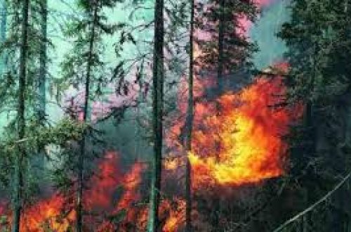 В Канаде около 600 спасателей и авиация тушат лесные пожары