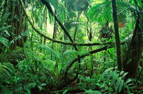 17 gün meşədə tək qaldı, həşəratlarla qidalandı – Foto