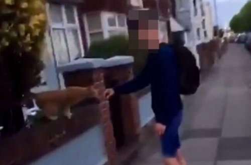 Pişiyin başını yumruqla əzən oğlan tutuldu - FOTO