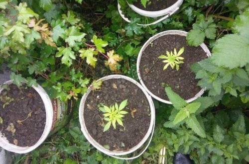 Toyuq hinində narkotik yetişdirirmiş