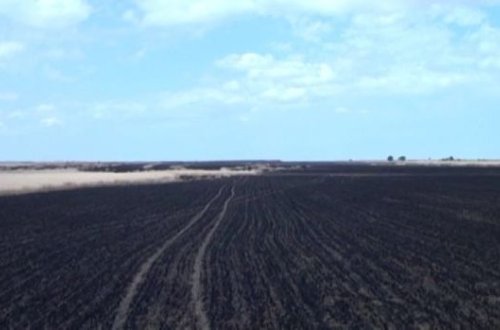 Biləsuvarda 60 hektar taxıl sahəsi yandı - FOTO