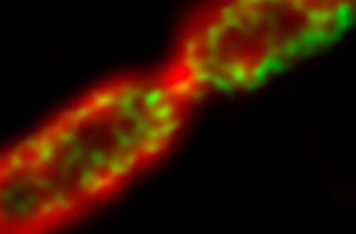 Назван способ предотвратить смертоносные эпидемии