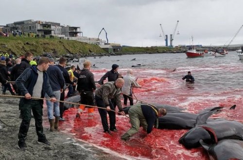 Рыбаки жестоко убили более 150 дельфинов, окрасив всю бухту в кровавый цвет – ФОТО