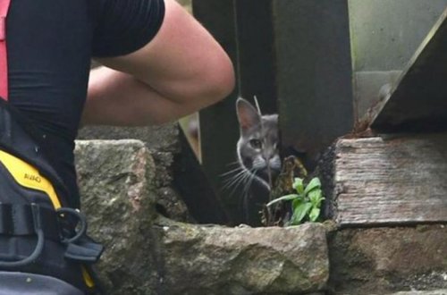 Кошка почти неделю наблюдала за попытками снять ее с моста и слезла сама