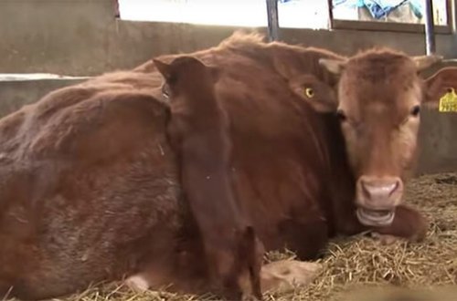 Bu itin hekayəsi eşidənləri kədərləndirir - FOTOLAR