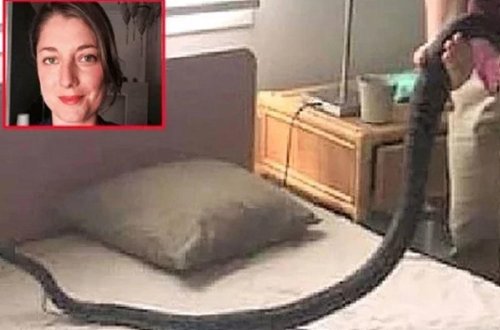 Qadın yuxudan oyandı, piton ilanla göz-gözə gəldi