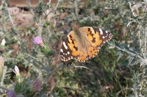 Почему в Азербайджане резко выросла численность бабочек?