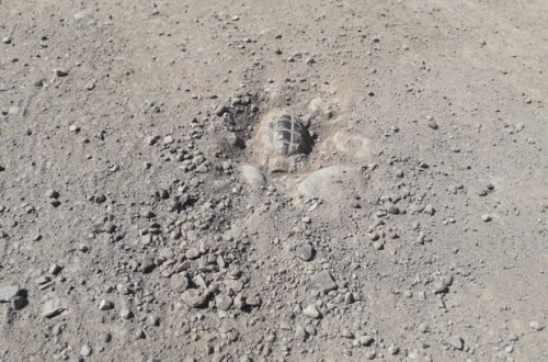 Gəncədə yerə basdırılmış əl qumbarası tapılıb - FOTO