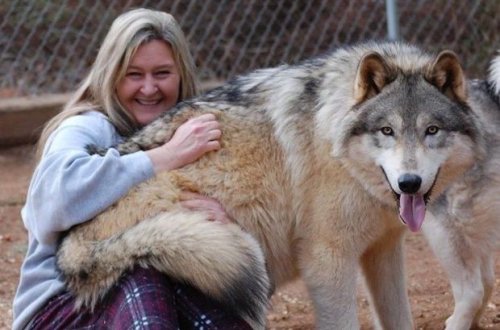 Finlandiya itburnu və mələz itlərə qarşı müharibə elan etdi