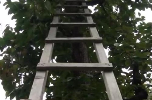 59 yaşlı kişi ağacdan yıxılıb öldü