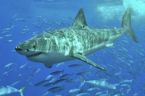 В США туристка плавала с акулой, не зная об этом - ВИДЕО