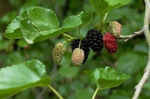 58-летний мужчина разбился, упав с тутового дерева