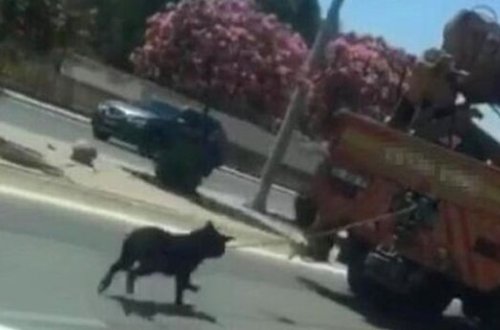 İti maşına bağlayıb sürüdü - Dəhşətli Video