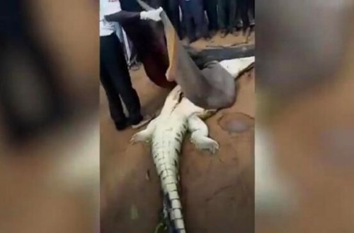 Dəhşətli görüntü: Timsahın qarnından hissələrə ayrılmış qız çıxdı - VİDEO 18+