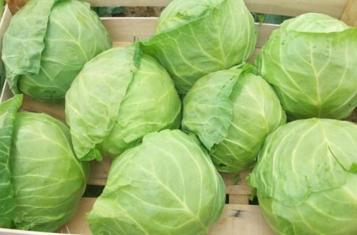 Ученые выяснили, влияет ли капуста на размер женской груди