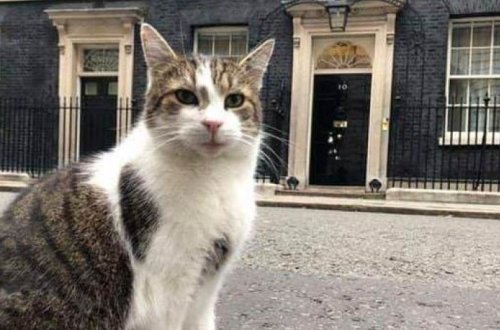 Кот Ларри затмил Дональда Трампа во время его визита в Британию