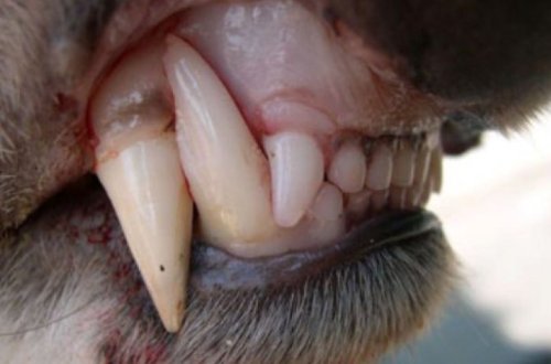 Собака покусала шестилетнего ребенка в одном из ресторанов Азербайджана – ФОТО