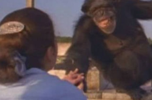 Şimpanze 25 il öncə həyatını xilas edən qadını unutmadı - FOTO
