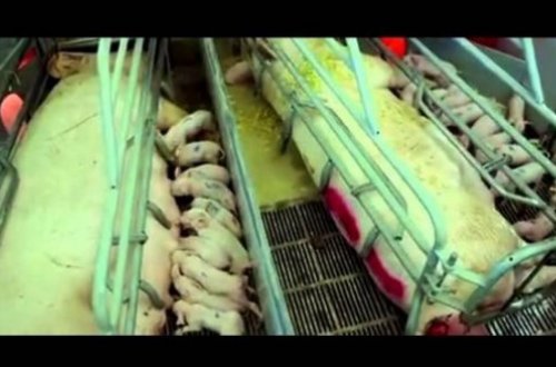 6 Dəqiqəlik dəhşətli video nitqinizi batıracaq – Video