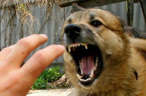 Novxanıdakı “Diana” restoranında it azyaşlını dişlədi (FOTO)