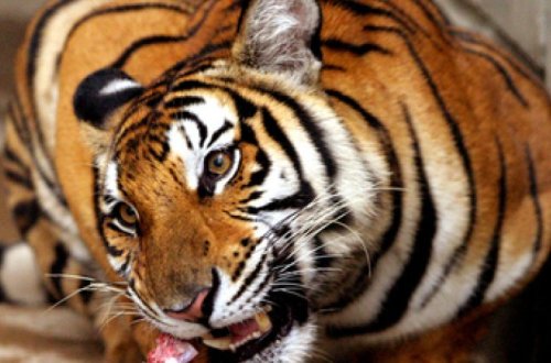 Работник зоопарка лишился рук при попытке искупать тигра