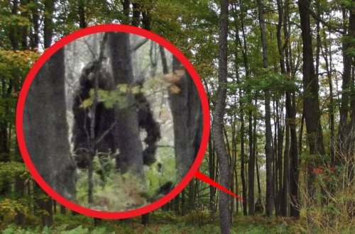 ФБР рассекретил доклад касательно снежного человека