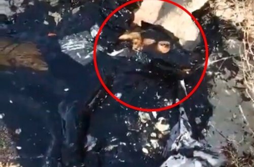 Azərbaycanda qıra düşən iti uşaqlar xilas etdi - VİDEO