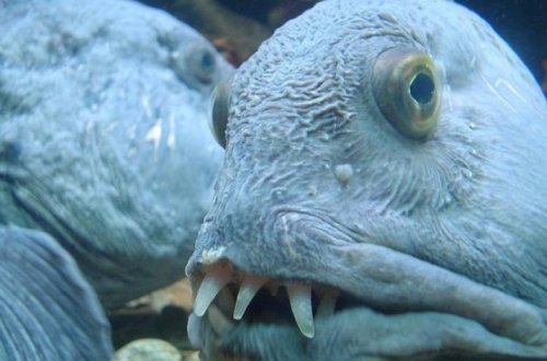 Отрубленная голова рыбы прокусила банку газировки – ВИДЕО