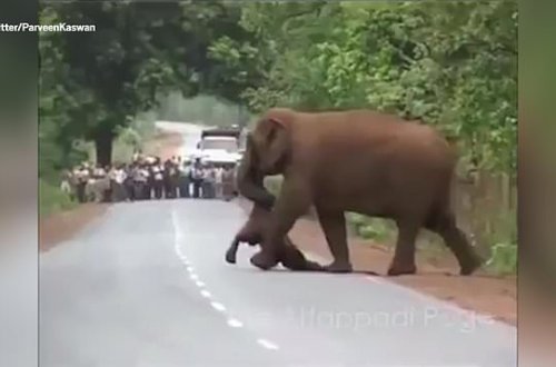 Hindistanda fillər bala fili belə dəfn etdi - VİDEO