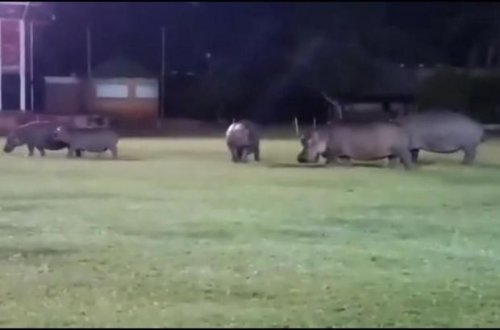 Стадо бегемотов решило «поиграть» в регби - ВИДЕО