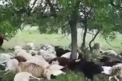 Qorxunc hadisə: 55 qoyunu öldü, özü möcüzə nəticəsində sağ qaldı - video