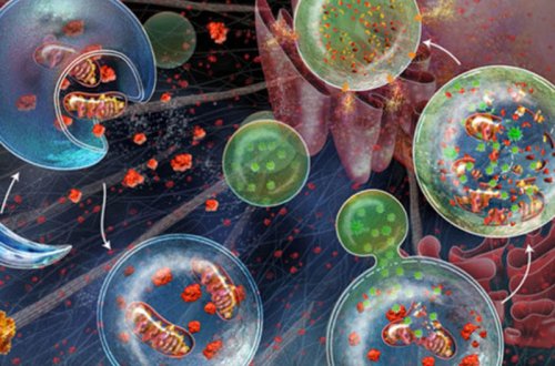 Bu qidalar xərçəng hüceyrələrini öldürür