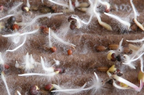 Биологи обнаружили «торговые отношения» между растениями и грибами