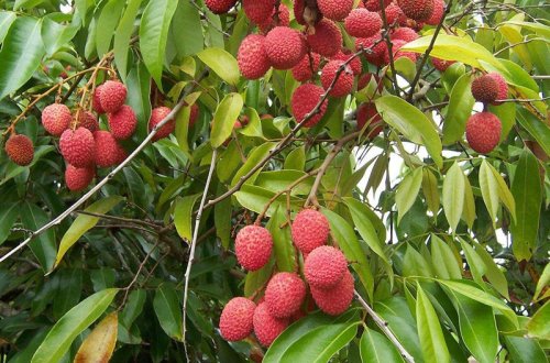 53 uşaq gavalıdan zəhərlənərək ölüb - Hindistanda