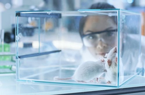 Ученые продлили жизнь старым мышам при помощи белков «молодой крови»