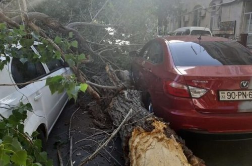 Bakıda ağac hərəkətdə olan maşının üstünə aşdı - VİDEO