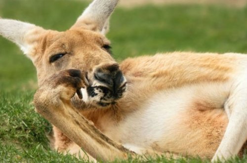 Кенгуру проломил стену дома и забрызгал комнату кровью