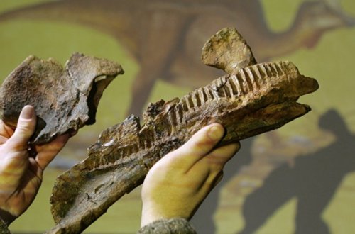 В Китае нашли следы динозавра, которым около ста миллионов лет