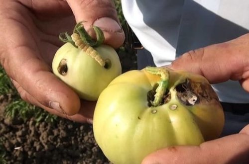 Плантации помидоров в Масаллы уничтожают вредители - ФОТО