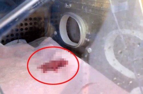 Dünyanın ən kiçik pandası doğuldu - Fotolar