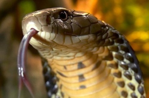 Yuxuda ilan görən gənc qadının başına görün nə gəldi - Yozmalar doğru çıxdı