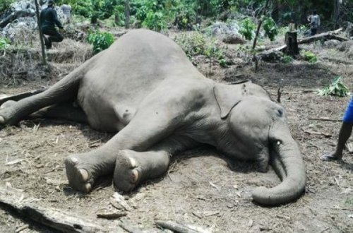 В Ботсване более 500 грифов умерли после того, как съели отравленных слонов