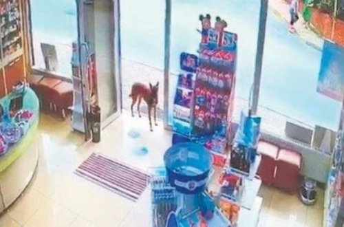 Поранившая лапу собака пришла в аптеку за помощью - ВИДЕО