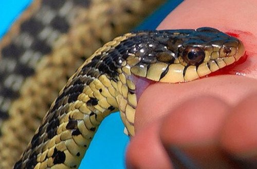 Жителя Загатальского района ужалила змея