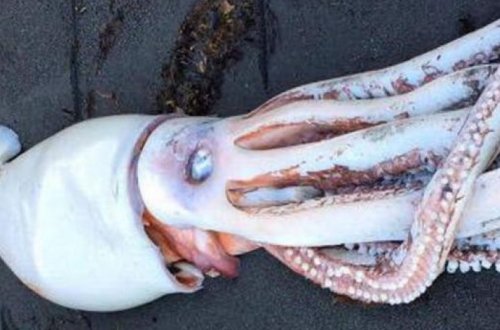 Ученые обнаружили гигантского кальмара