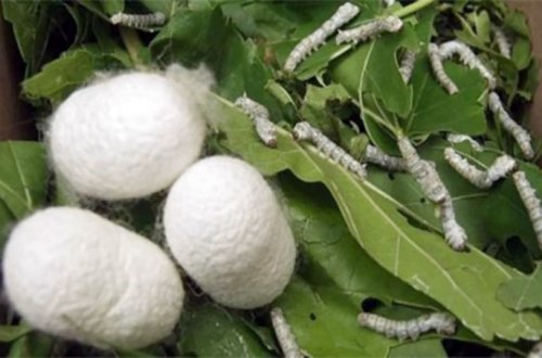 610,91 ton yaş barama təhvil verilib