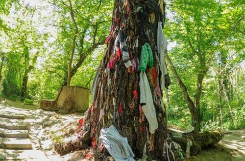 Azərbaycanda daha bir “pir”: Ağacdan alt paltarı asırlar, “əl uzadan”ın ağzı əyilir - FOTO