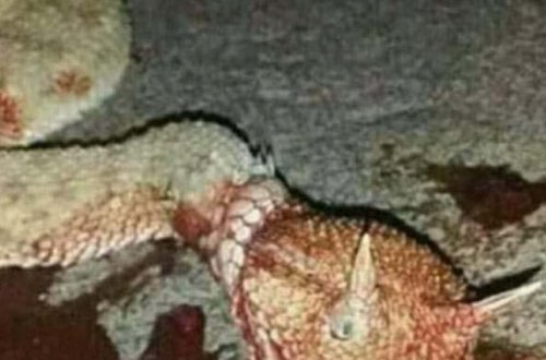 В Агсу обезвредили «ползучего дракона»